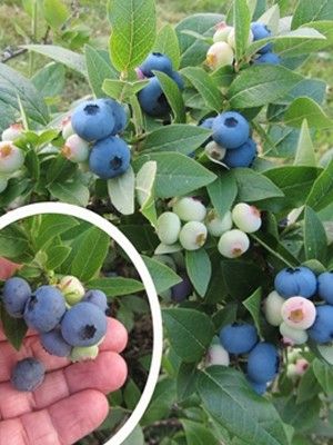 Myrtille d'Amérique 'North Blue'