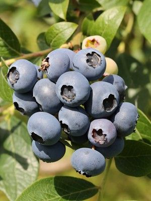 Myrtille d'Amérique 'Northcountry'