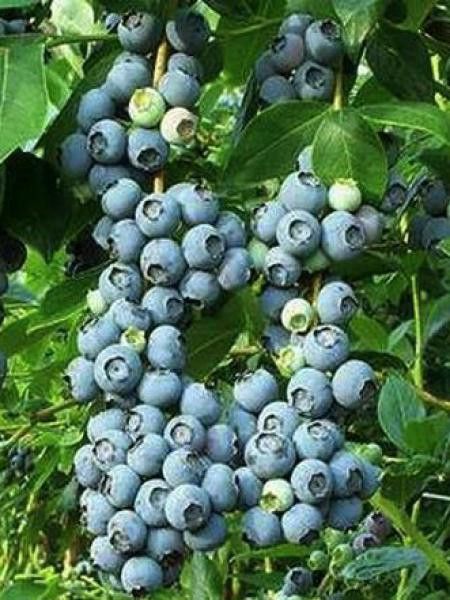 Myrtille d'Amérique 'Patriot'