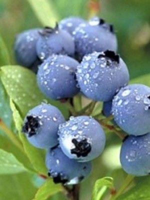 Myrtille d'Amérique 'Pionner'