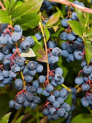 Myrtille d'Amérique 'Rubel'