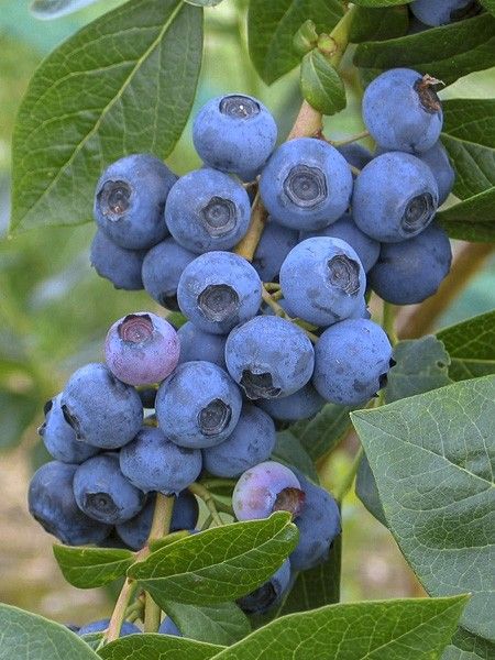 Myrtille d'Amérique 'Spartan'