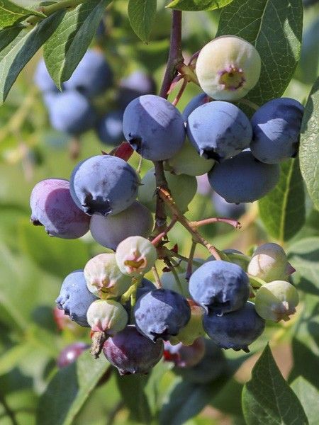 Myrtille d'Amérique 'Sunshine Blue'