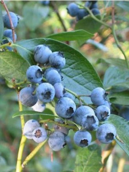 Myrtille d'Amérique