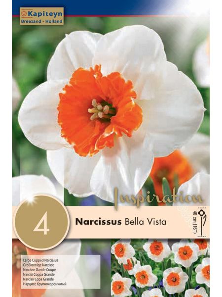 Narcisse Gpe grande couronne 'Bella Vista'