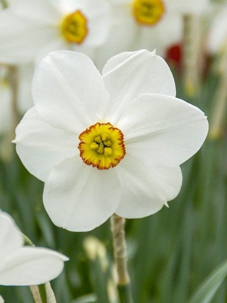 Narcisse à couronne 'Actaea'
