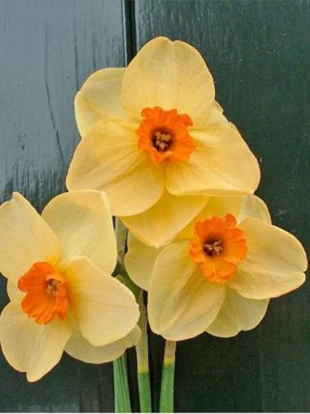 Narcisse à couronne 'Altruist'