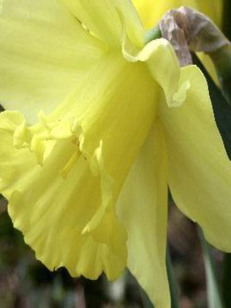 Narcisse à couronne 'Carlton'