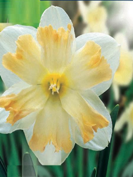 Narcisse à couronne 'Changing Colors'