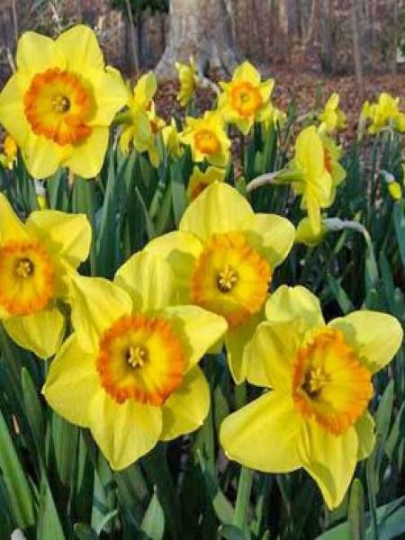 Narcisse à couronne 'Delibes'