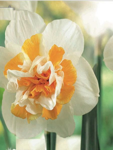 Narcisse à couronne 'Double Peach Swirl'