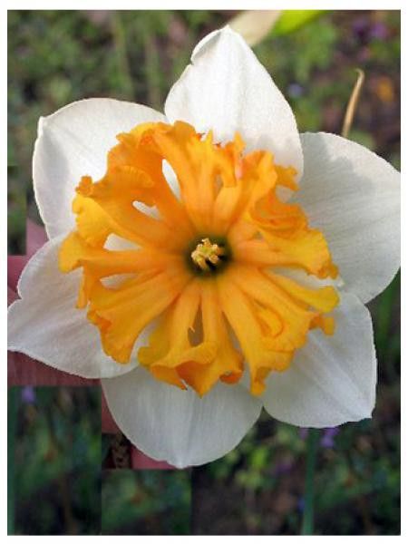 Narcisse à couronne 'Hungarian Rapsody'