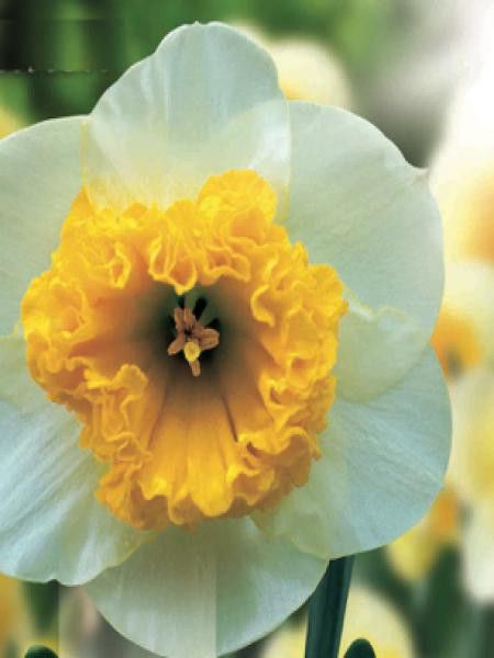 Narcisse à couronne 'Large Cupped Curly'