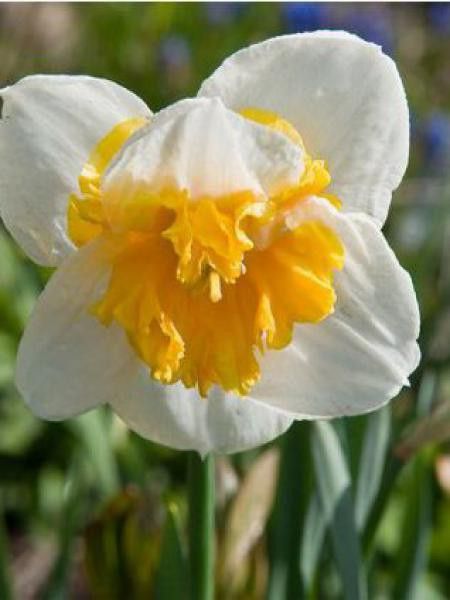 Narcisse à couronne 'Love Call'