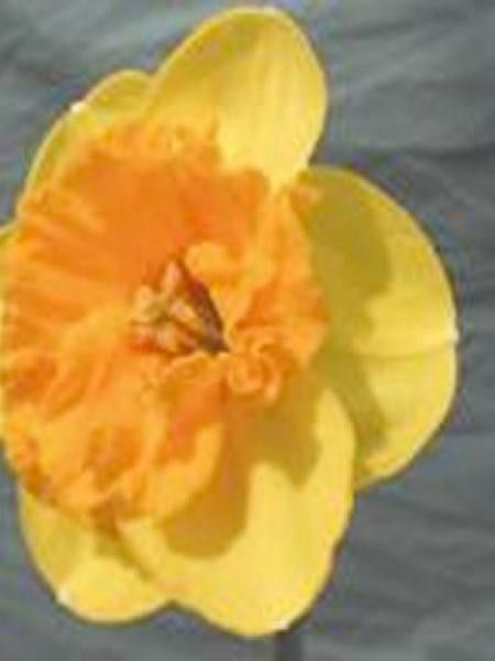 Narcisse à couronne 'Mirar'