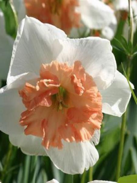 Narcisse à couronne 'Precocious'