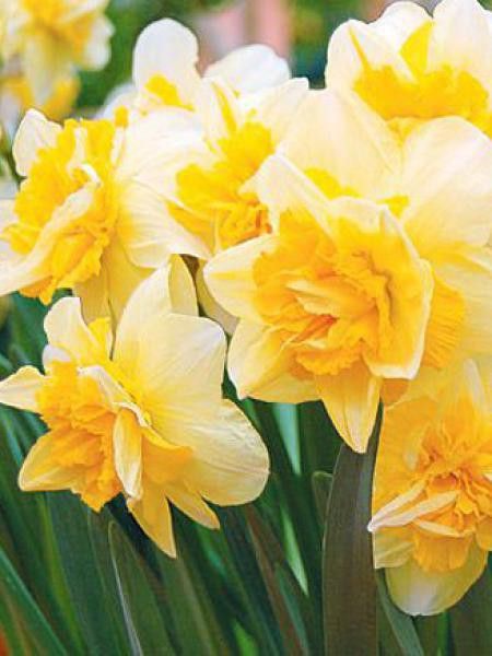 Narcisse à couronne 'Safina'