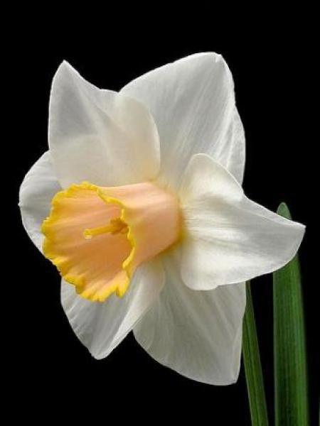 Narcisse à couronne 'Salomé'