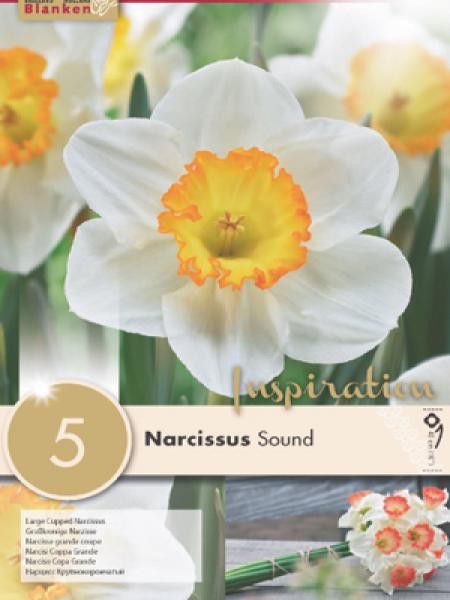 Narcisse à couronne 'Sound'