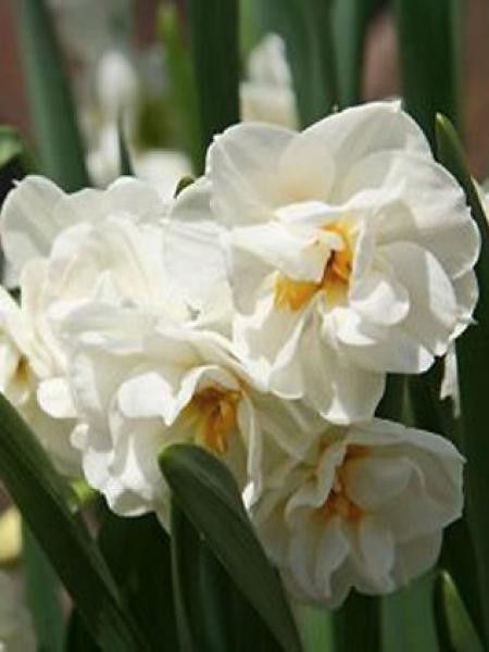 Narcisse à fleurs doubles 'Madison'
