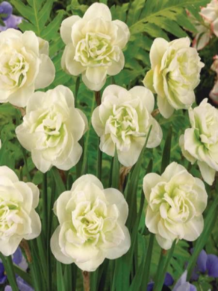 Narcisse à fleurs doubles 'Rose of May'