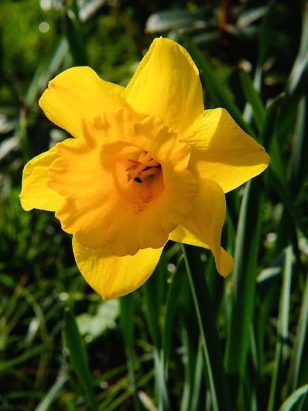 Narcisse à fleurs doubles 'Seduction'