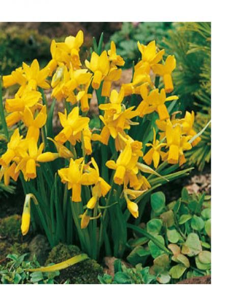 Narcisse cyclamineus 'Jumblie'