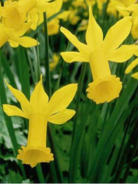 Narcisse cyclamineus 'Peeping Tom'