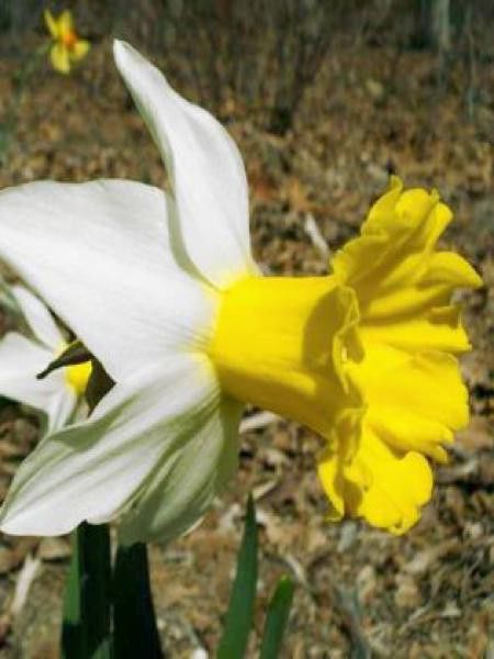 Narcisse cyclamineus 'Wisley'