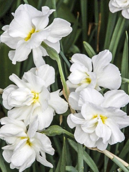 Narcisse des poètes à fleurs doubles