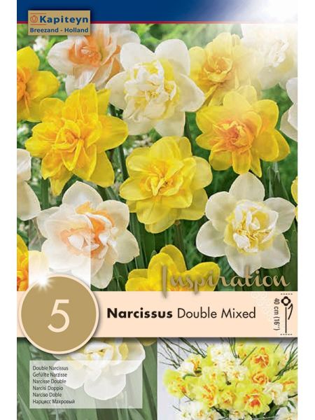 Narcisse à fleurs doubles 'Mixed Colours'