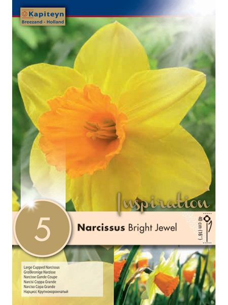 Narcisse Gpe large couronne 'Bright Jewel'