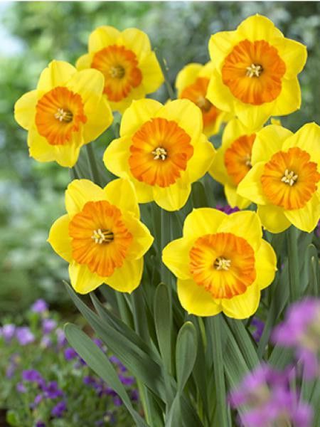 Narcisse 'Large Cupped Multnomah'