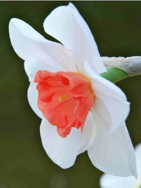 Narcisse 'Large Cupped Perfect Lady'