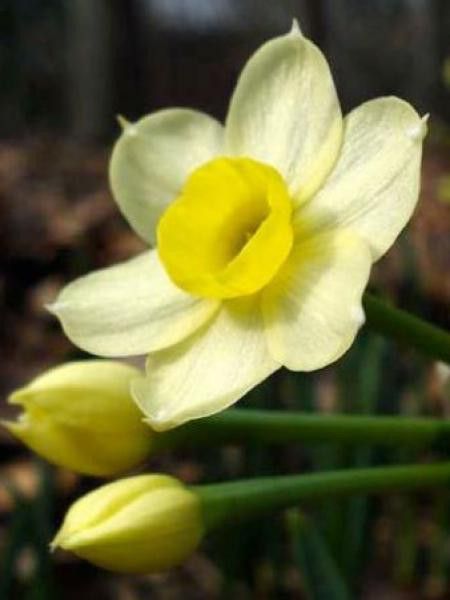 Narcisse 'Minnow'
