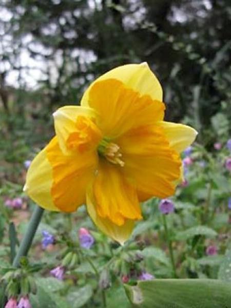 Narcisse papillon 'Centannées'