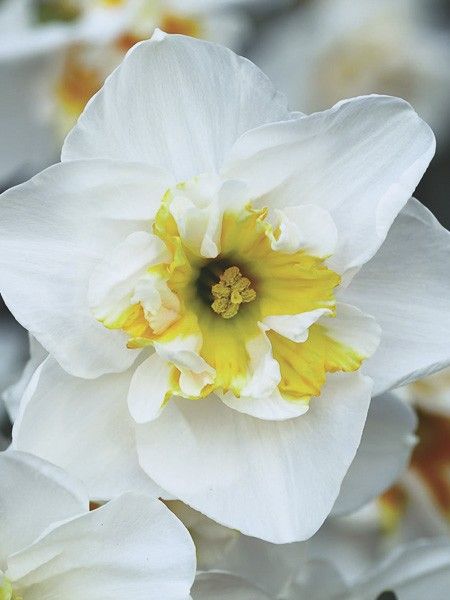 Narcisse papillon 'Lemon Beauty'
