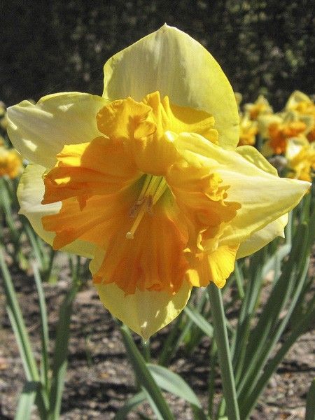 Narcisse papillon 'Mondragon'