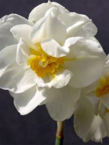 Narcisse poetaz 'Cheerfulness'