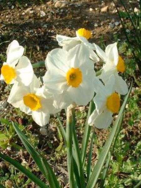 Narcisse poetaz 'Géranium'