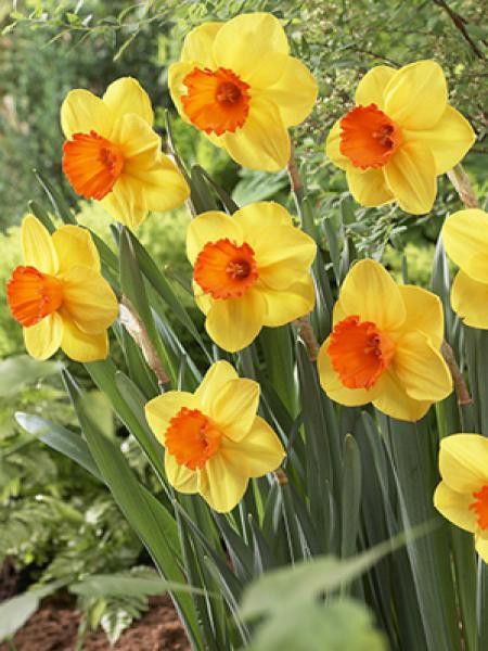 Narcisse 'Sportsman'