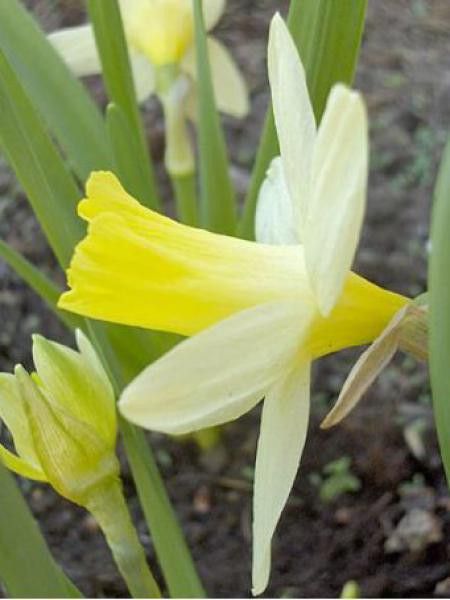 Narcisse 'Topolino'