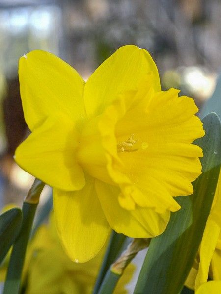 Narcisse trompette 'Dutch Master'