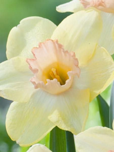 Narcisse trompette 'Fidelity'