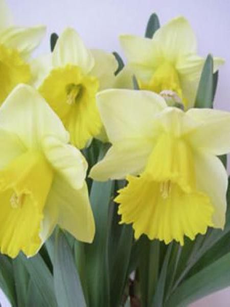 Narcisse trompette 'Kiss Me'