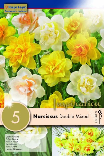 Narcisse trompette 'mixed colours'