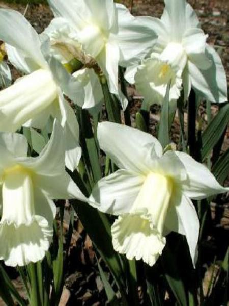 Narcisse trompette 'Mount Hood'