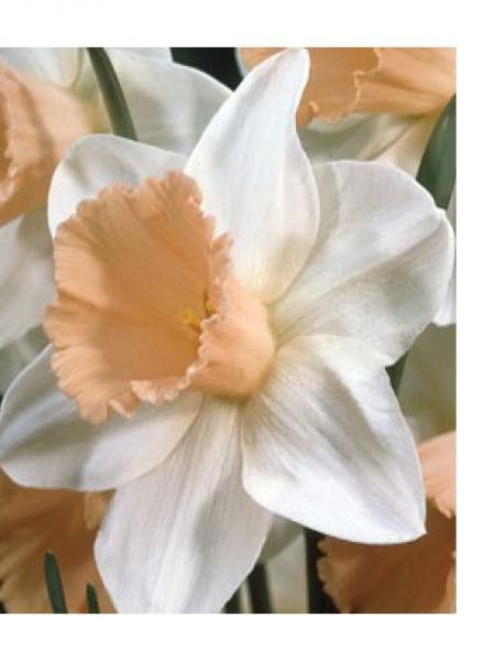 Narcisse trompette 'Park Perfume'