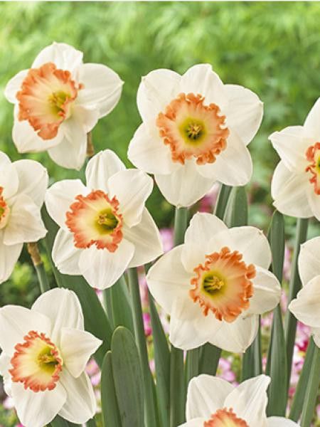 Narcisse 'Zafira'