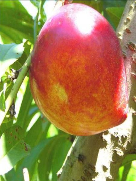 Nectarinier, brugnonier